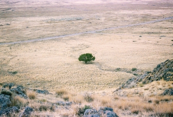 L'arbre enmig del dessert ens recorda la perseverància i la restauració final que Job experimenta I @Pixabay